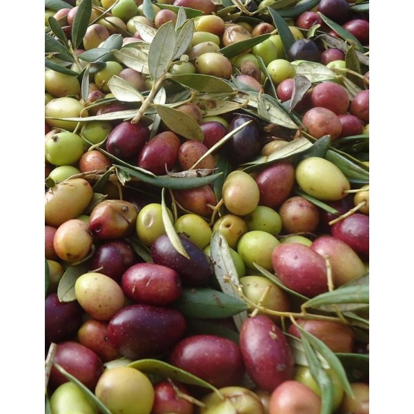 Olives arbequines 200 g.