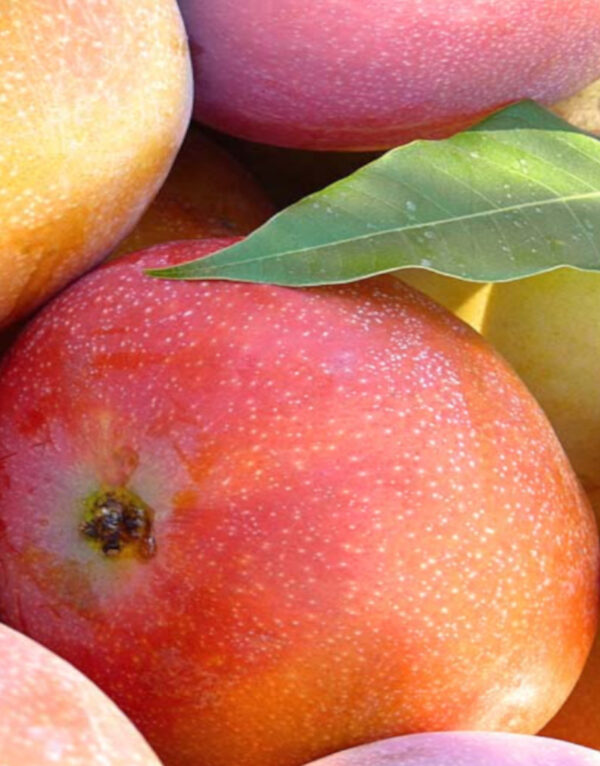 Mango 1/2 kg.